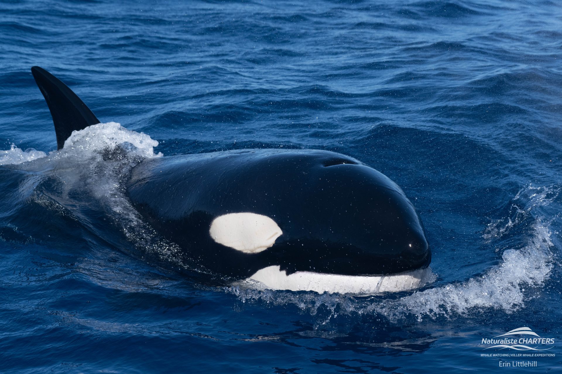 Killer Whale delight the passengers onboard the Alison Maree